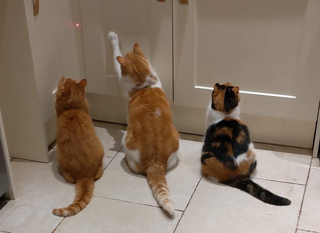 Three cats relaxing together - Moggy Minder pet sitting services in Haslington, Cheshire